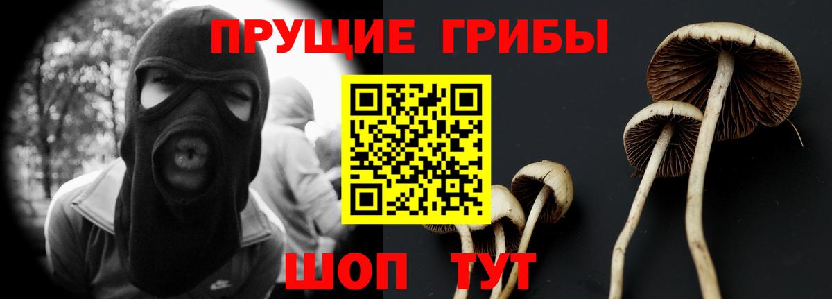 Галлюциногенные грибы Psilocybine cubensis Кузнецк