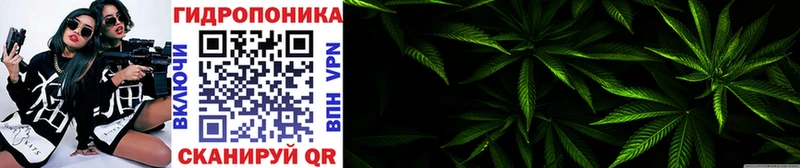 Каннабис план  Кузнецк 